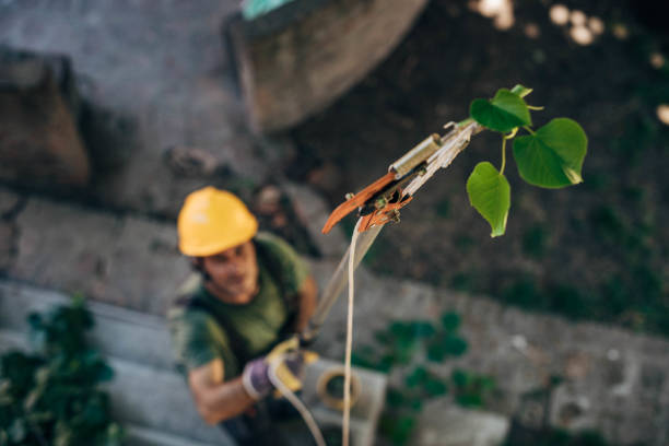 Best Tree and Shrub Care  in Montrose, CO